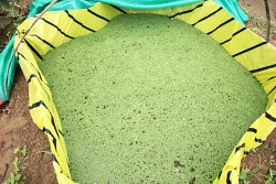 liv2 liv2